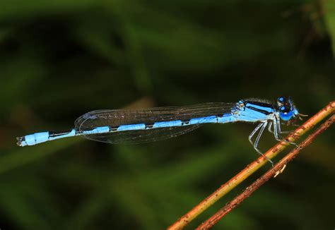 The Magical Defense Mechanisms of Blue Insects: Lessons from a Magic School